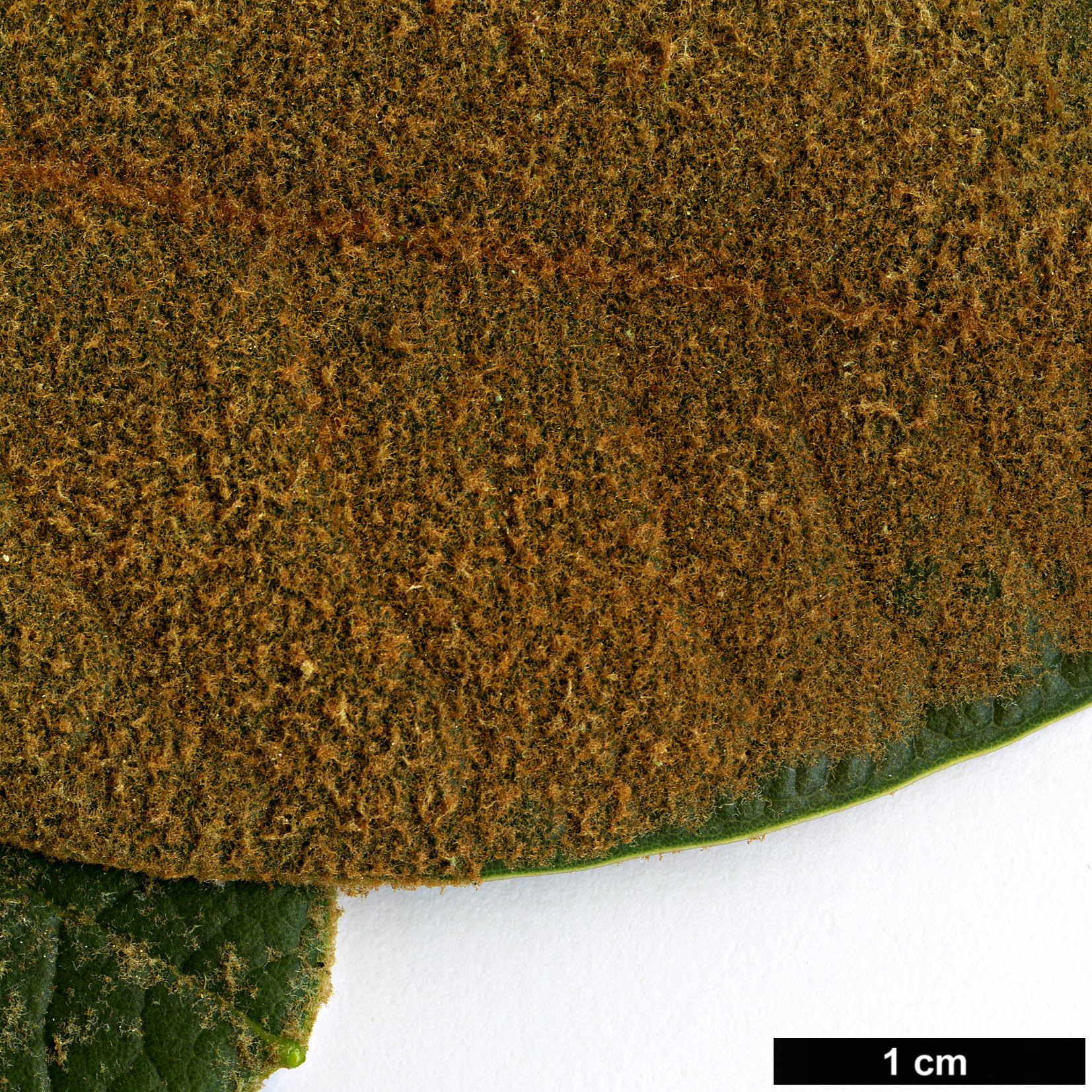 High resolution image: Family: Ericaceae - Genus: Rhododendron - Taxon: falconeri - SpeciesSub: subsp. eximium